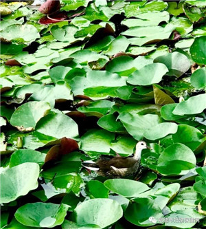 微信圖片_20190515113006.jpg 微信圖片_20190515113006.jpg